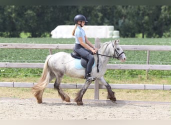 Gypsy Horse, Mare, 4 years, 11.1 hh, Grey-Blue-Tan