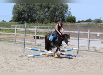 Gypsy Horse, Mare, 4 years, 11.2 hh, Black