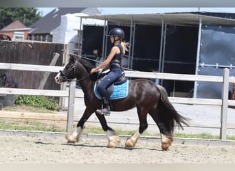 Gypsy Horse, Mare, 4 years, 11.2 hh, Black