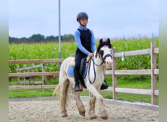 Gypsy Horse, Mare, 4 years, 11,2 hh, Pinto