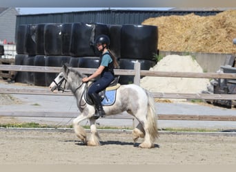 Gypsy Horse, Mare, 4 years, 11,1 hh, Pinto