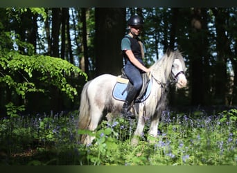 Gypsy Horse, Mare, 4 years, 11,1 hh, Pinto