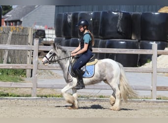 Gypsy Horse, Mare, 4 years, 11,1 hh, Pinto