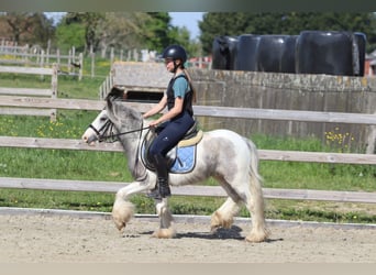 Gypsy Horse, Mare, 4 years, 11,1 hh, Pinto