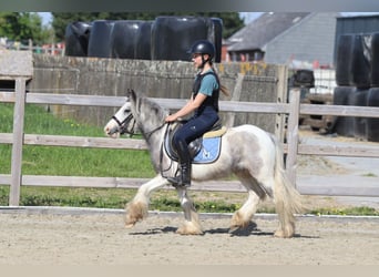 Gypsy Horse, Mare, 4 years, 11,1 hh, Pinto