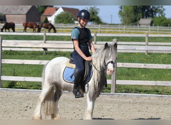 Gypsy Horse, Mare, 4 years, 11,1 hh, Pinto