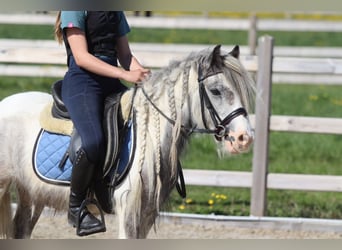 Gypsy Horse, Mare, 4 years, 11,1 hh, Pinto