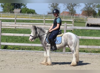 Gypsy Horse, Mare, 4 years, 11,1 hh, Pinto