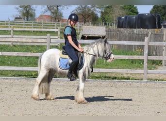 Gypsy Horse, Mare, 4 years, 11,1 hh, Pinto