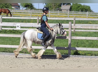 Gypsy Horse, Mare, 4 years, 11,1 hh, Pinto