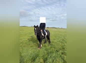 Gypsy Horse, Mare, 4 years, 12.1 hh, Black