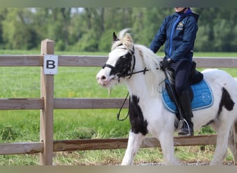 Gypsy Horse, Mare, 4 years, 12.1 hh, Pinto