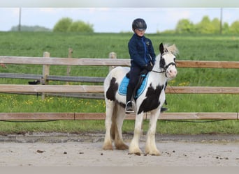 Gypsy Horse, Mare, 4 years, 12.1 hh, Pinto