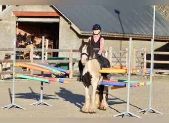 Gypsy Horse, Mare, 4 years, 12,1 hh, Pinto