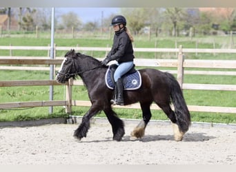 Gypsy Horse, Mare, 4 years, 12.2 hh, Black