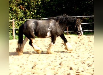 Gypsy Horse, Mare, 4 years, 12.2 hh, Black