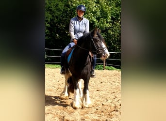 Gypsy Horse, Mare, 4 years, 12.2 hh, Black