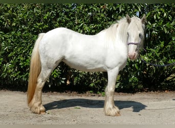 Tinker, Stute, 4 Jahre, 12,2 hh, Schimmel