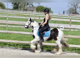 Gypsy Horse, Mare, 4 years, 12.2 hh, Pinto