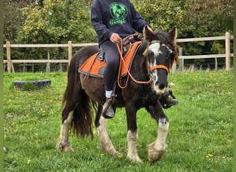 Gypsy Horse, Mare, 4 years, 12.2 hh, Pinto