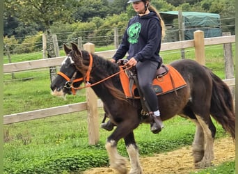 Gypsy Horse, Mare, 4 years, 12.2 hh, Pinto