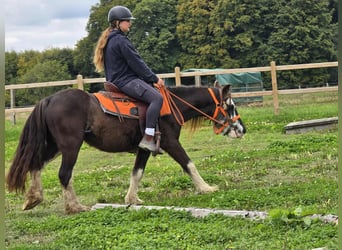 Gypsy Horse, Mare, 4 years, 12.2 hh, Pinto