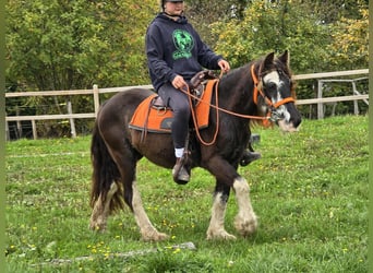 Gypsy Horse, Mare, 4 years, 12.2 hh, Pinto