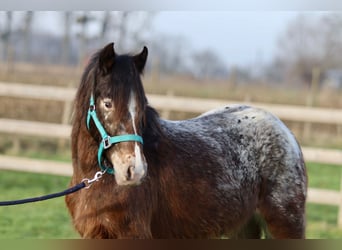 Gypsy Horse, Mare, 4 years, 12,2 hh, Tobiano-all-colors