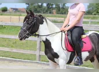 Gypsy Horse, Mare, 4 years, 12.3 hh, Pinto