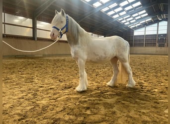 Gypsy Horse, Mare, 4 years, 12.3 hh, Roan-Blue