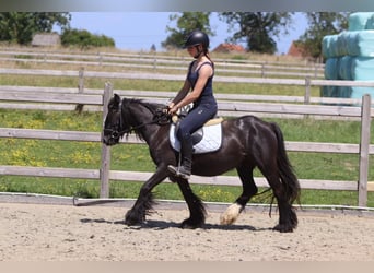 Gypsy Horse, Mare, 4 years, 12 hh, Black