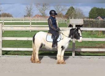 Gypsy Horse, Mare, 4 years, 12 hh, Pinto