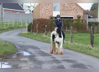 Gypsy Horse, Mare, 4 years, 12 hh, Pinto