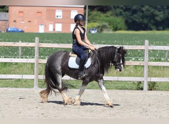 Gypsy Horse, Mare, 4 years, 12 hh, Roan-Blue
