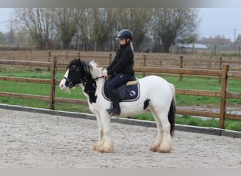 Gypsy Horse, Mare, 4 years, 12,1 hh, Pinto