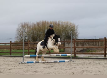 Gypsy Horse, Mare, 4 years, 12,1 hh, Pinto