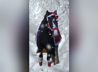 Gypsy Horse, Mare, 4 years, 12,2 hh, Black
