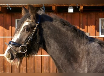 Gypsy Horse, Mare, 4 years, 12,2 hh, Black