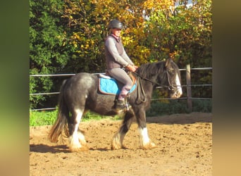 Gypsy Horse, Mare, 4 years, 12,2 hh, Black