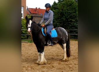 Gypsy Horse, Mare, 4 years, 12,2 hh, Black