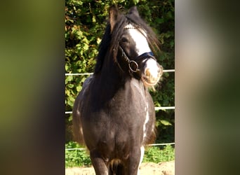 Gypsy Horse, Mare, 4 years, 12,2 hh, Black