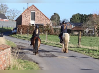 Gypsy Horse, Mare, 4 years, 12,2 hh, Pinto
