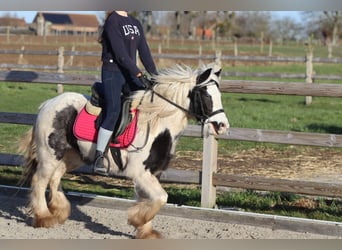 Gypsy Horse, Mare, 4 years, 12,2 hh, Pinto