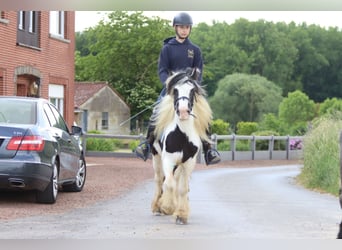 Gypsy Horse, Mare, 4 years, 12,3 hh, Pinto
