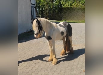 Gypsy Horse, Mare, 4 years, 13.1 hh, Pinto