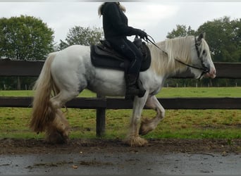 Tinker, Stute, 4 Jahre, 13,1 hh, Schecke