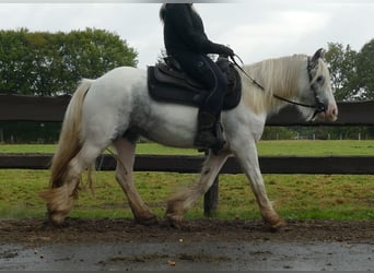 Tinker, Stute, 4 Jahre, 13,1 hh, Schecke