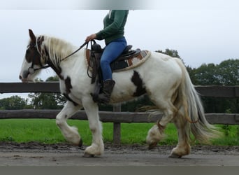Gypsy Horse, Mare, 4 years, 13.1 hh, Pinto