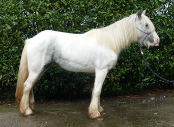 Tinker, Stute, 4 Jahre, 13,1 hh, Schecke