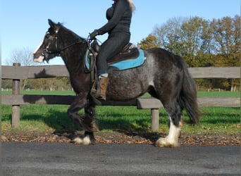 Gypsy Horse, Mare, 4 years, 13.2 hh, Black